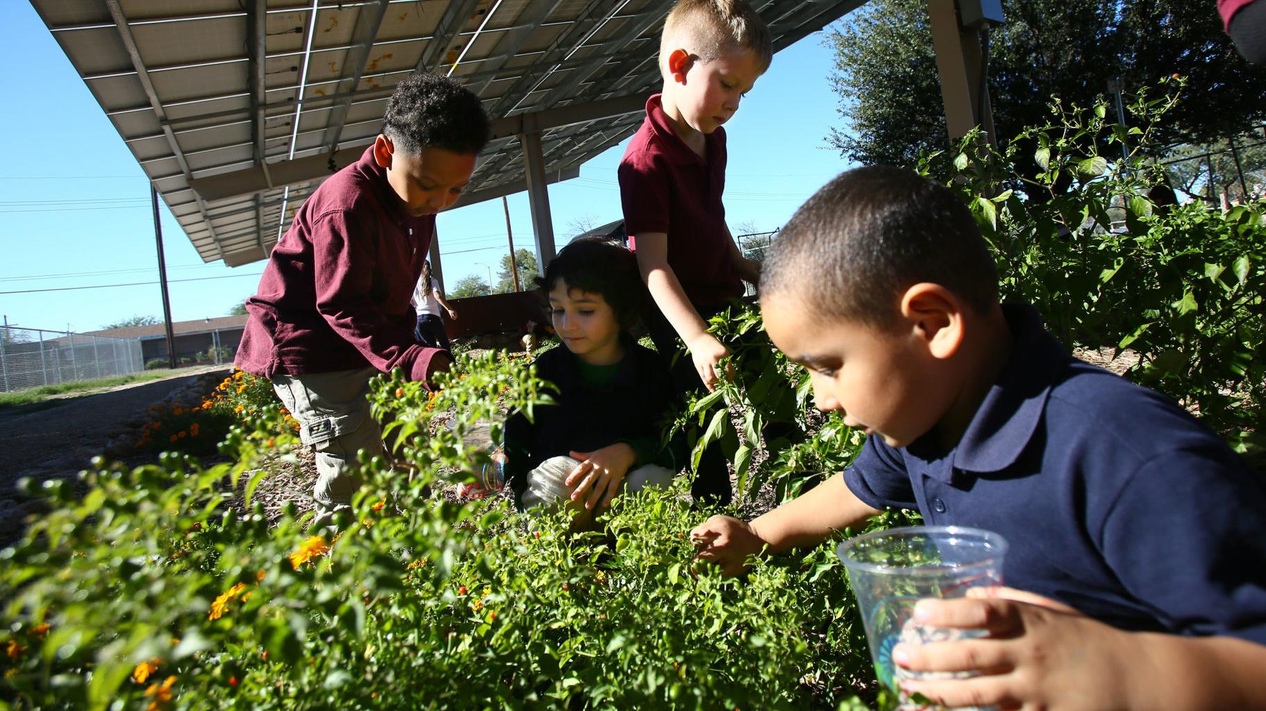 Tucson elementary students help UA study how well plants grow under solar panels